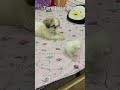 Daisy or Flory ki dosti 😘#like #pets #cutepet #cat #shitzu #daisy #like #viral #shorts