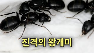 프롤로그) 꿈과 낭만이 가득한 진격의 왕개미 사육