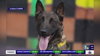 Las Vegas K-9 police dog recovering after being stabbed