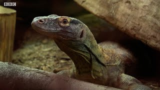 Do Komodo Dragons Eat People? | Weird Animal Searches | BBC Earth Kids