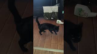 Giving Glitch the wobbly cat attention and lovies