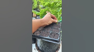 Thumbnail of Easy and fast way to plant tomatoes #stektomato #agriculture #gardening #vegetables #smarttrick #fyi