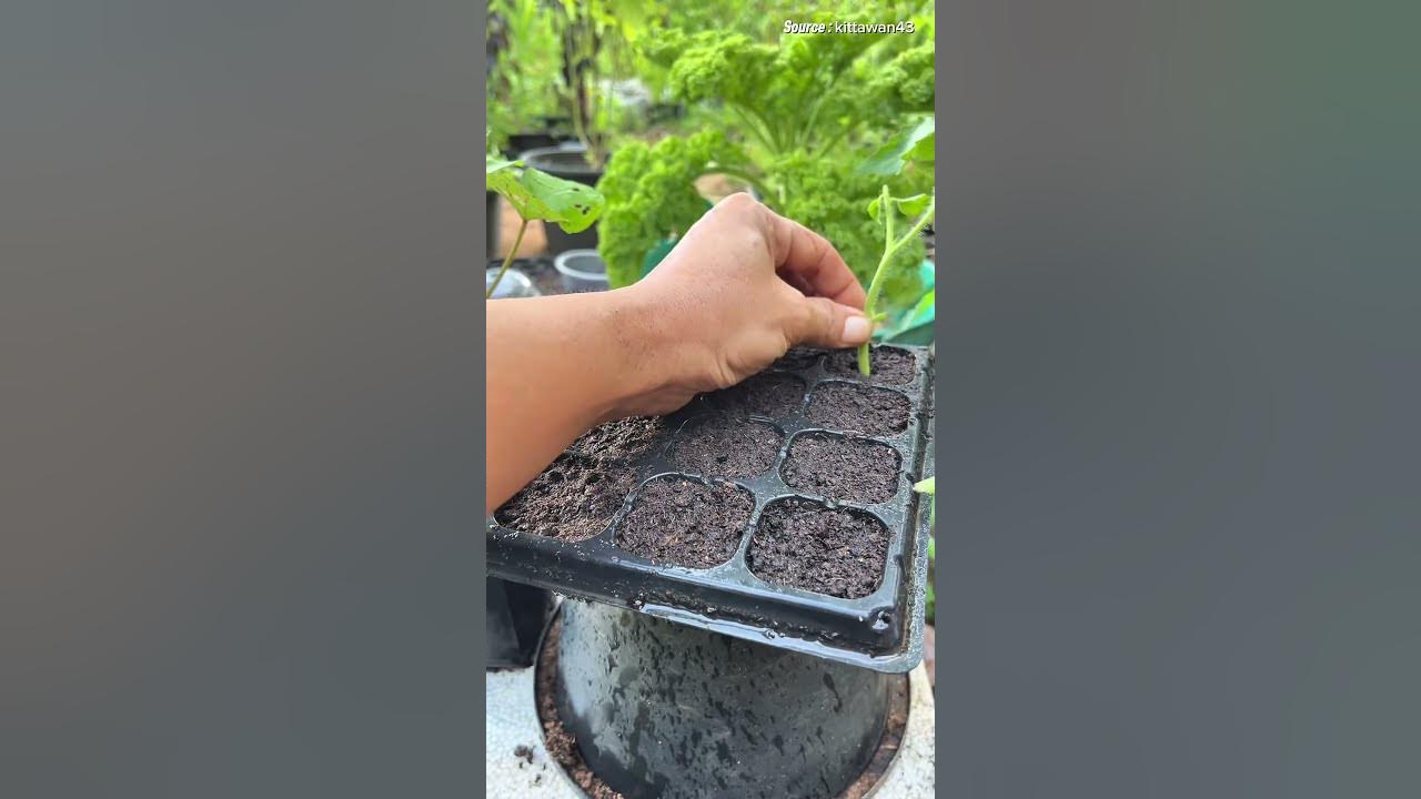 Cara Mudah dan cepat Menanam Tomat #stektomat #pertanian #berkebun #sayuran #trikpintar #fyi