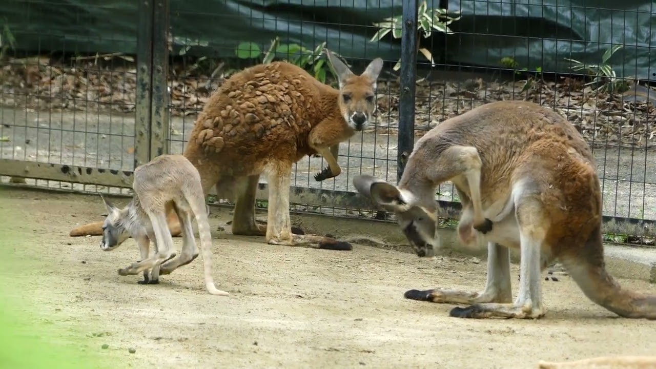 八木山動物公園 アカカンガルーのママポケットと仔 - YouTube