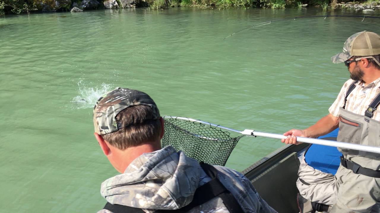 Grizzly bear fishes for salmon on Wolverine Creek / Big