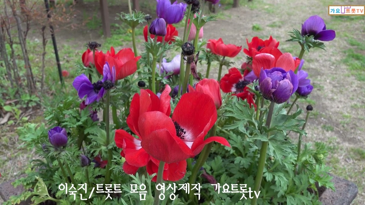 이숙진  트롯트  메들리 영상제작 가요트롯tv  홍재종  감독 미디어 주노 성남지사