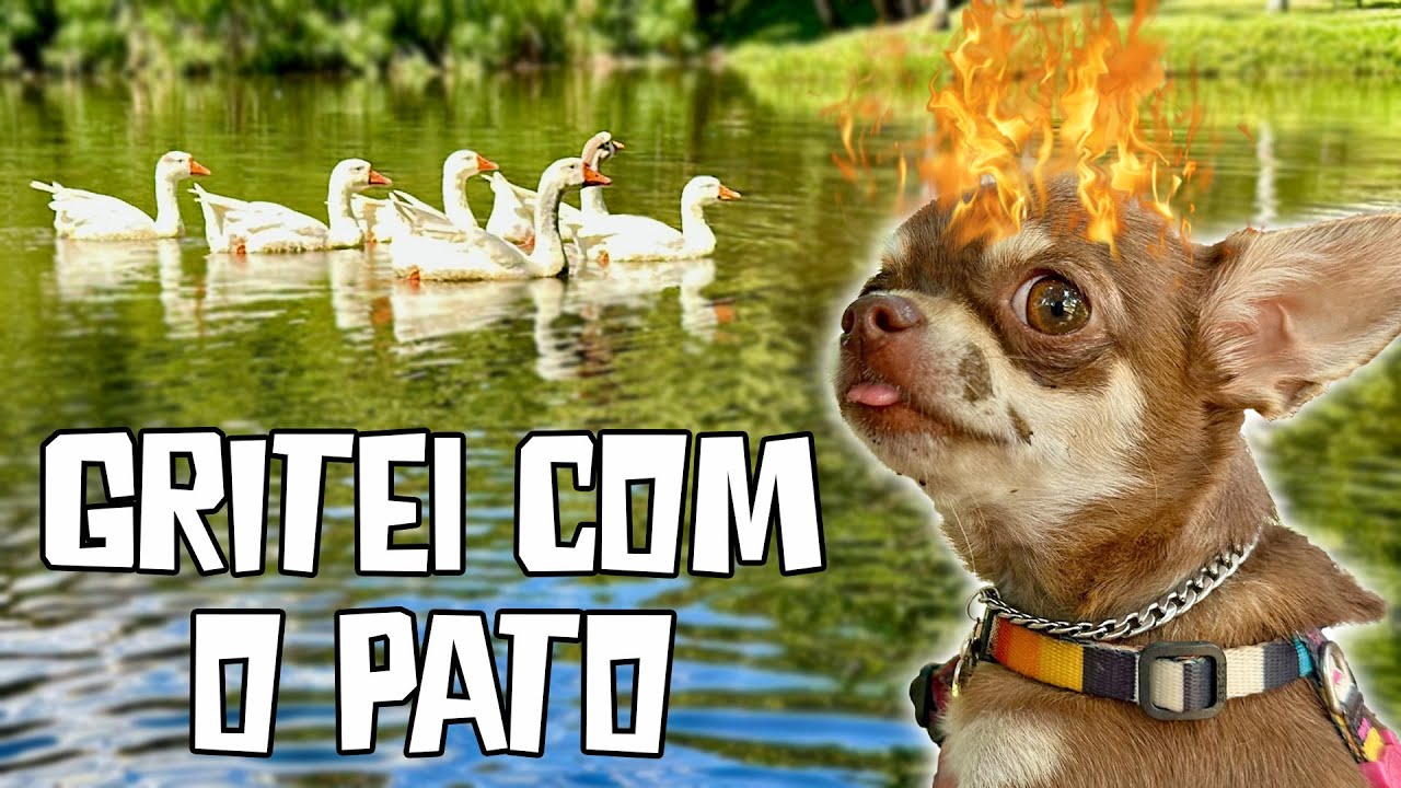 FOGO NO PARQUINHO COM MUITA GRITARIA E PENA VOANDO! kkkkkkk