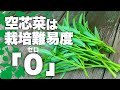 【ズボラでOK!】空芯菜栽培はコレやるだけで激ウマ&収量アップ|空芯菜の育て方