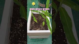 집에서 화분에 생강키우기. grow ginger at home pot . 황영웅 인생아고마웠다