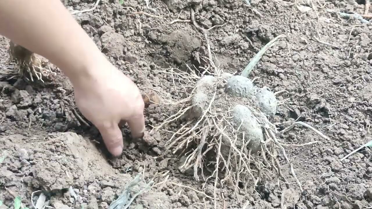 Ra sau vườn đào củ khoai mỡ được củ khoai to