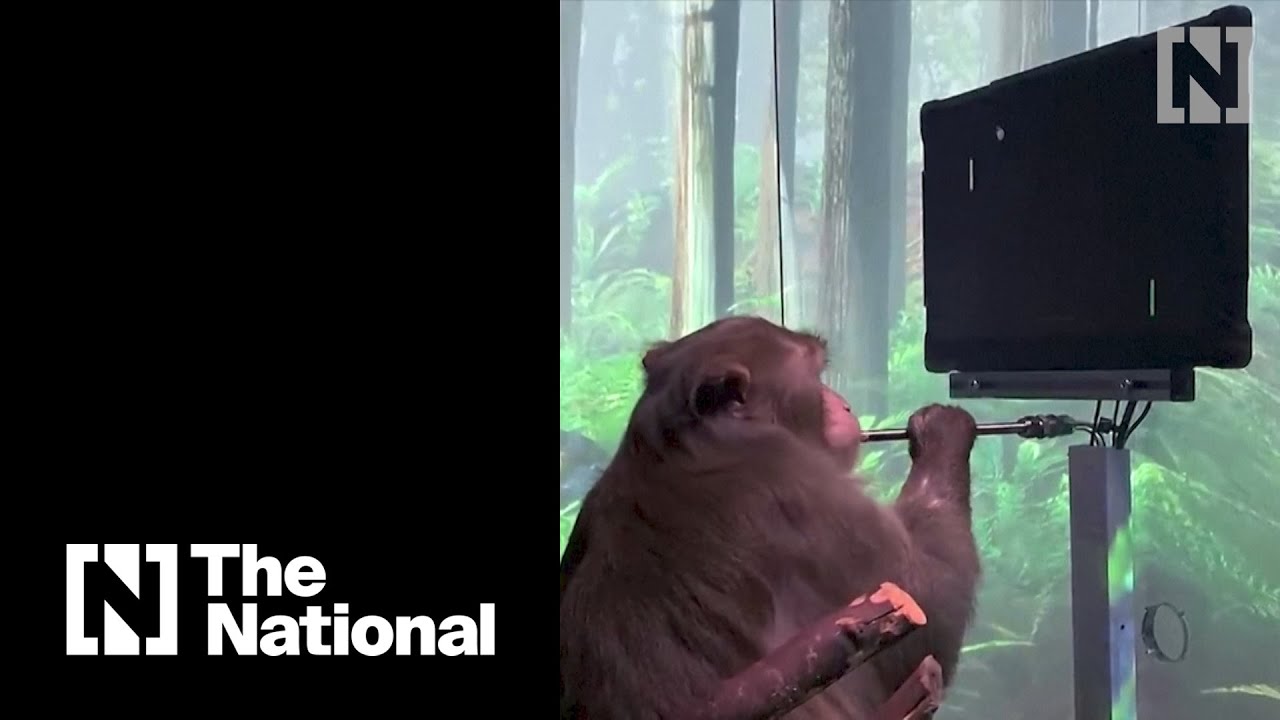 Using Elon Musk's Neuralink chip, monkey can play computer game with ...