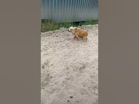 Злюкен собакен - YouTube