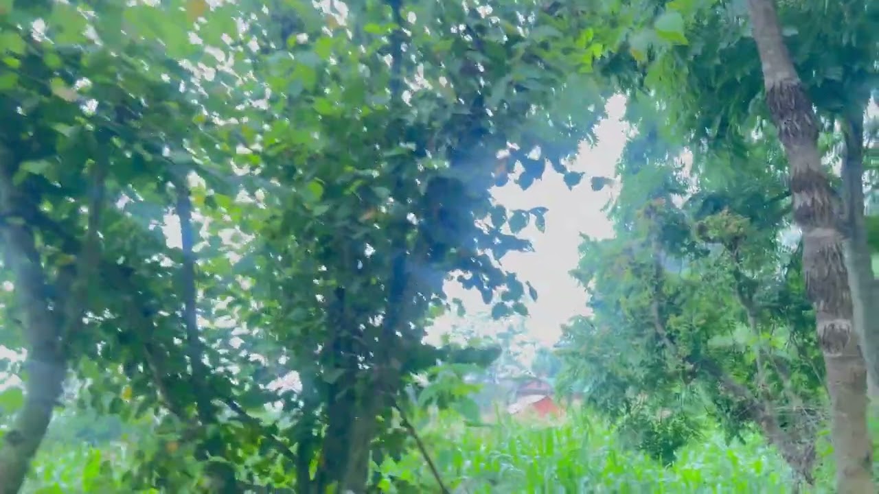 Birds sound of Nepali jungle amezing vibes