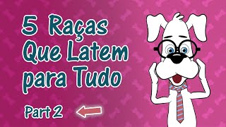 5 Raças de Cachorro Que Latem Muito - Parte 2 by Tony - O Cachorro 4,164 views 2 years ago 2 minutes, 49 seconds