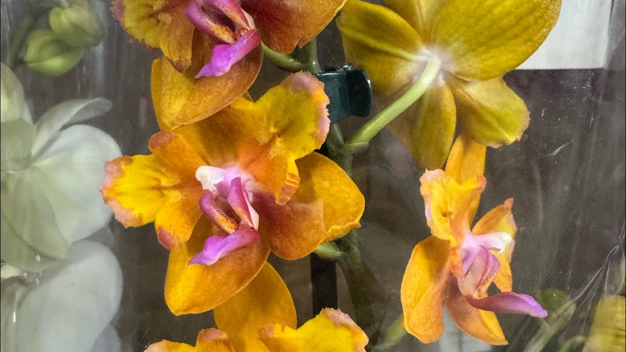 Супер обзор Орхидей ! Праздничный завоз ( Одесса садовый центр )