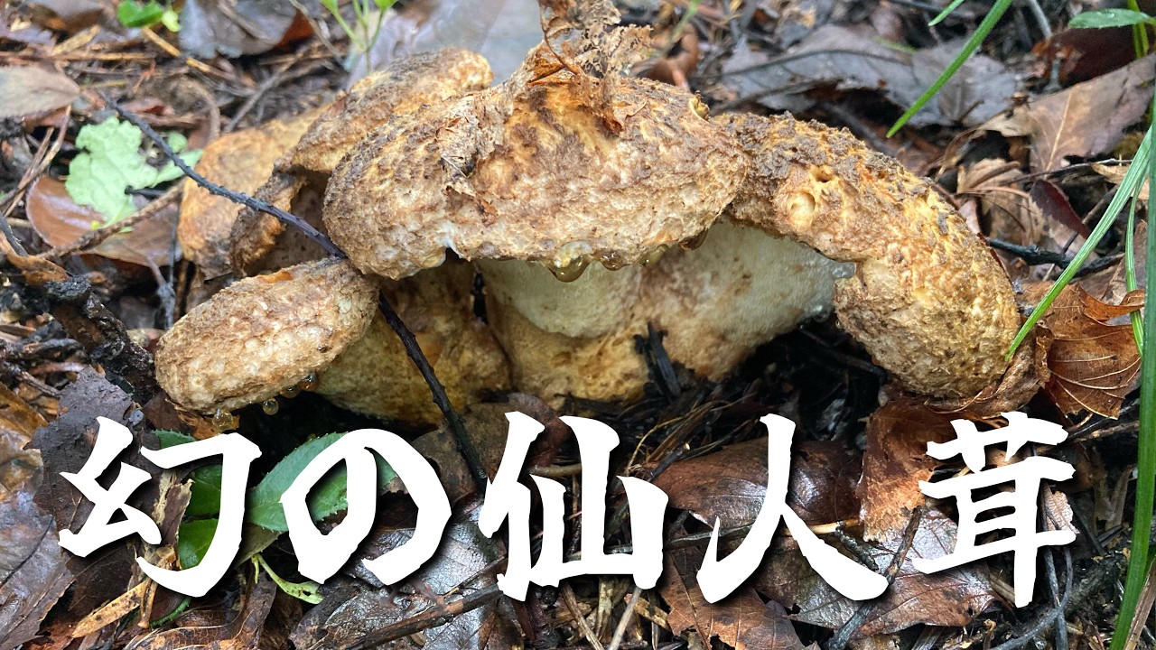 【センニンタケ】コウタケ探しで仙人と出逢ったんです(遠い目)【香茸・きのこ狩り】