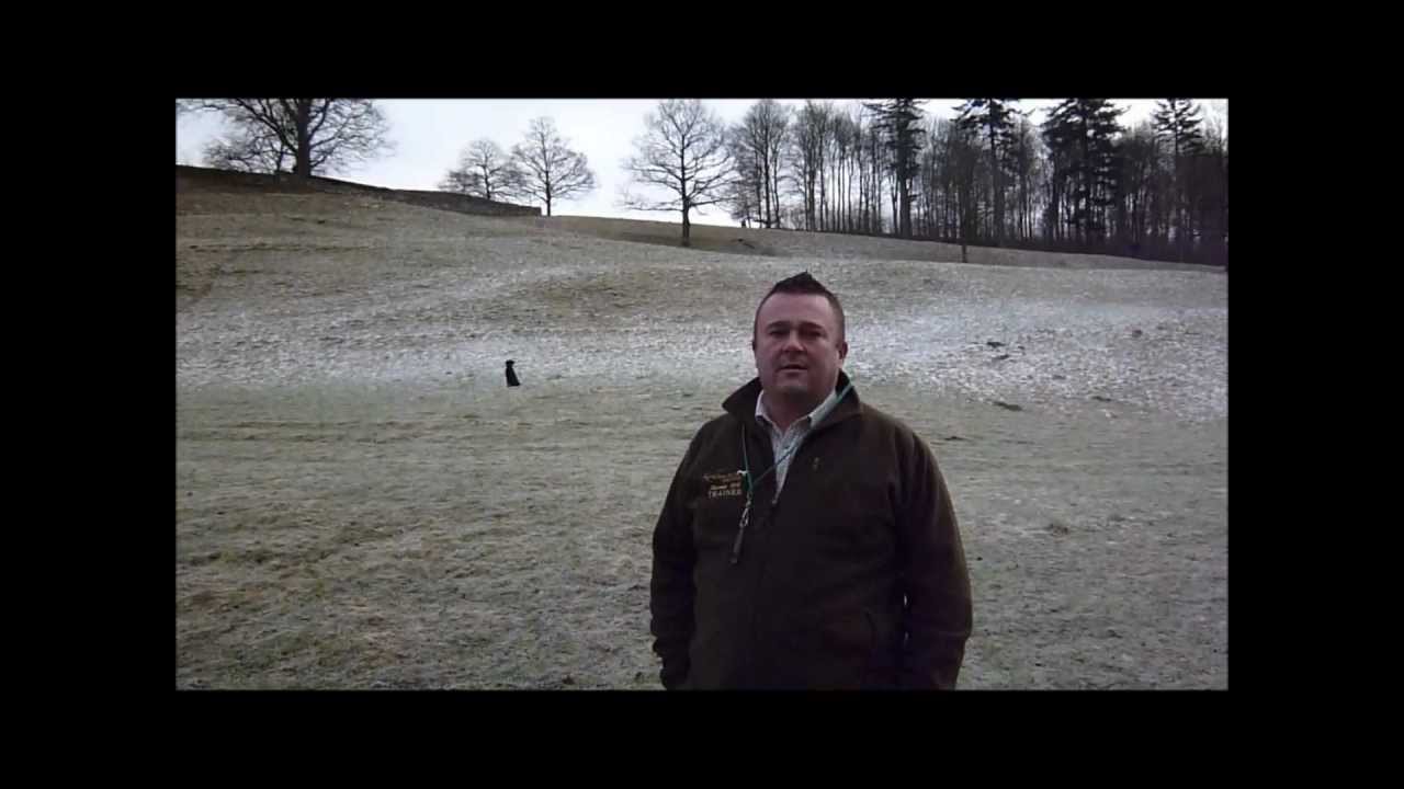 Gun dog training Memory retrieve