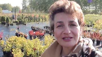 Осенние кустарники для сада.Лапчатка. Сайт 