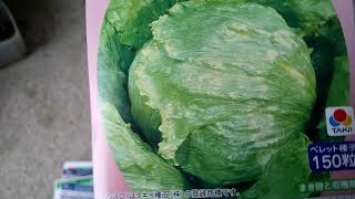 【野菜栽培】秋冬まき玉レタスの品種紹介