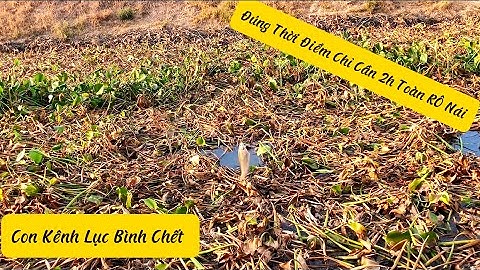 Câu CÁ RÔ ĐỒNG Cá Trốn Vào Những Nơi Như Thế Này/Phê Pha Cùng Chiến Hữu ​⁠@Caucalongan62