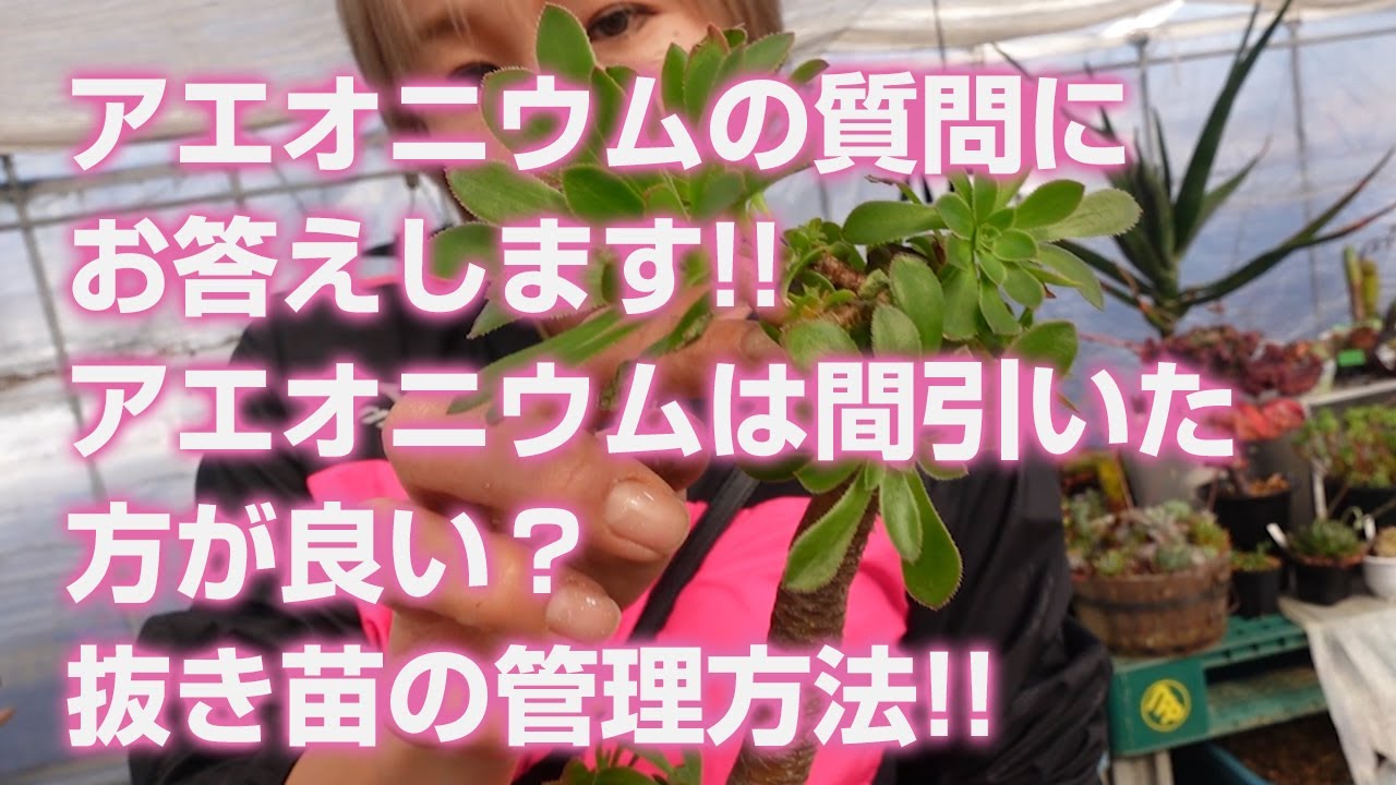 Succulent plants] We answer your questions about Aeoniums!! Is it