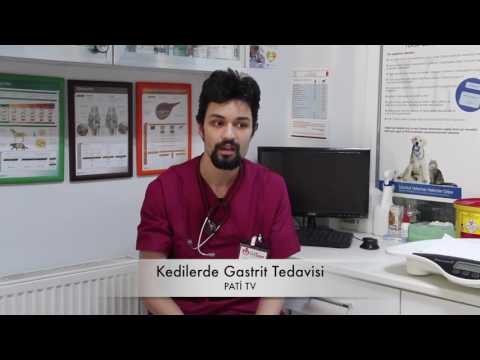 Video: Kedilerde Mide İltihabı (Atrofik)