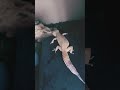 Ngl I like this song Fortnite x my leopard gecko #fortnite #gaming #fotnite #epicgamers
