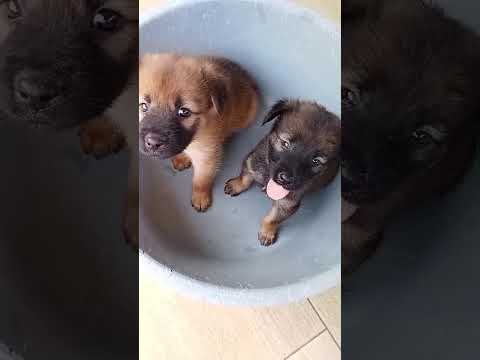 Mixed Breed Puppy For Adoption - 3 Months, Dino &amp; Lunda from Bukit Ceylon, Kuala Lumpur