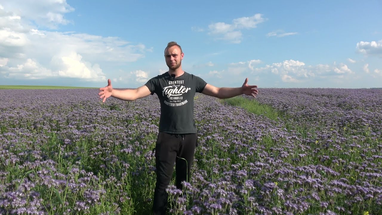 A może facelia?  -  Gmina Turobin 2023