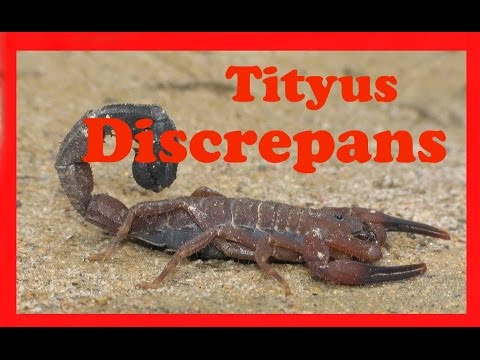 Vídeo: A Evolução E Distribuição De Espécies Nocivas De Escorpiões (Arachnida: Scorpiones)