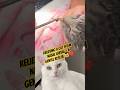 Relieving a Cat from Nasal Larvae A Gentle Rescue 🐱❤️#shorts #CatRescue #AnimalCare #CatHealth #fyp