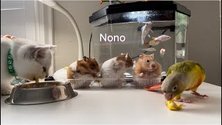 Parrot,Cat And Hamster Eat Eggs Together