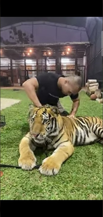 BEEMZ ARYO Kretek Abal2 di sikut harimau sempoyongan