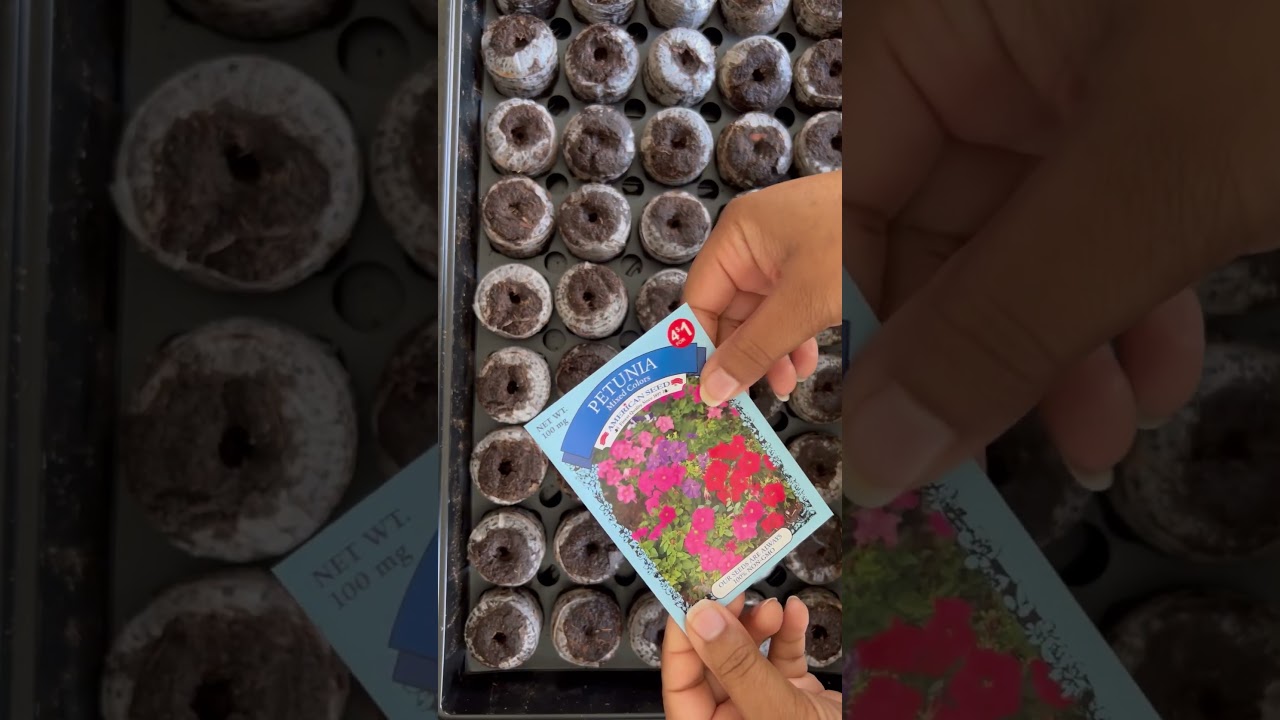 February Seed Starting in Peat Pellets 