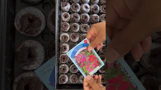 February Seed Starting in Peat Pellets #gardening #seedstarting #seedsowing #plants #gardeningideas