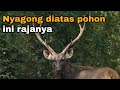 Berburu Rusa Sambar Liar  di Hutan Kalimantan (Nyangong dari Atas Pohon)