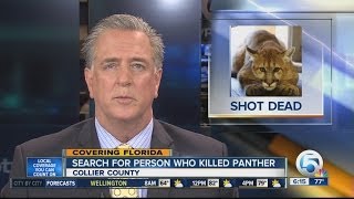 Florida Panther Shot, Killed