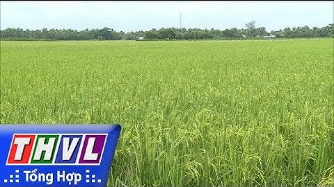 THVL | Ứng dụng  khoa học kỹ thuật trong sản xuất lúa