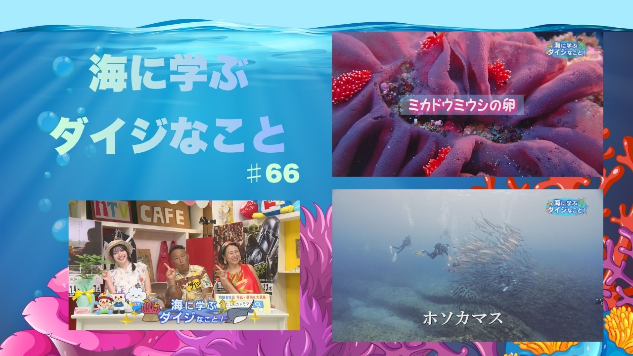 海のぷーさま 5箱まとめて Important Lessons from the Sea: 