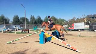 horse jumping training (прыжки на лошади)