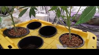 flower tent follow up/ veg tent update