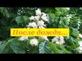 После дождя тёплого и доброго...  Феодосия. 08.05.2020