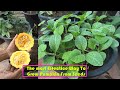 The Most Effective Way To Grow Pumpkin Fast (Grow From Seeds)