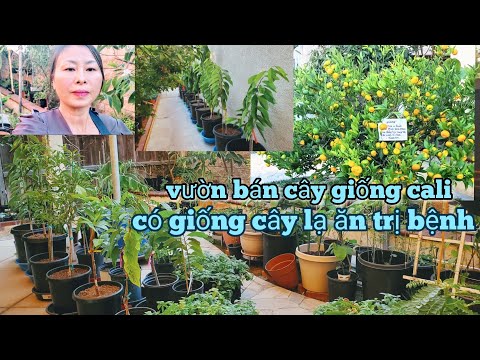 Video: Hạt Giống Cây Nhà Lá Vườn. Phần 1