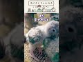 🐣ヒナを迎えるベストな季節(インコ・オウム) #shorts