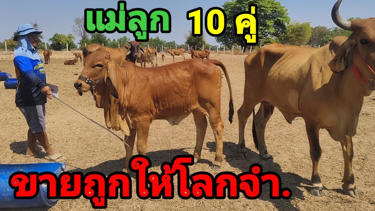 21 ก.พ.69 ต้า พยัค ขายถูกให้โลกจำ  ชุดแม่ลูก,วัวท้อง sาคาถูกบริการส่งฟรี