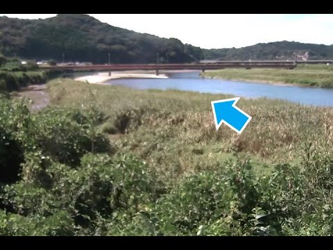 富田川 田津原水位観測所 のライブ映像