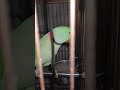 Max wonderful cute sweet dreams king #shortvideos s#parrot #viral #viralvideo