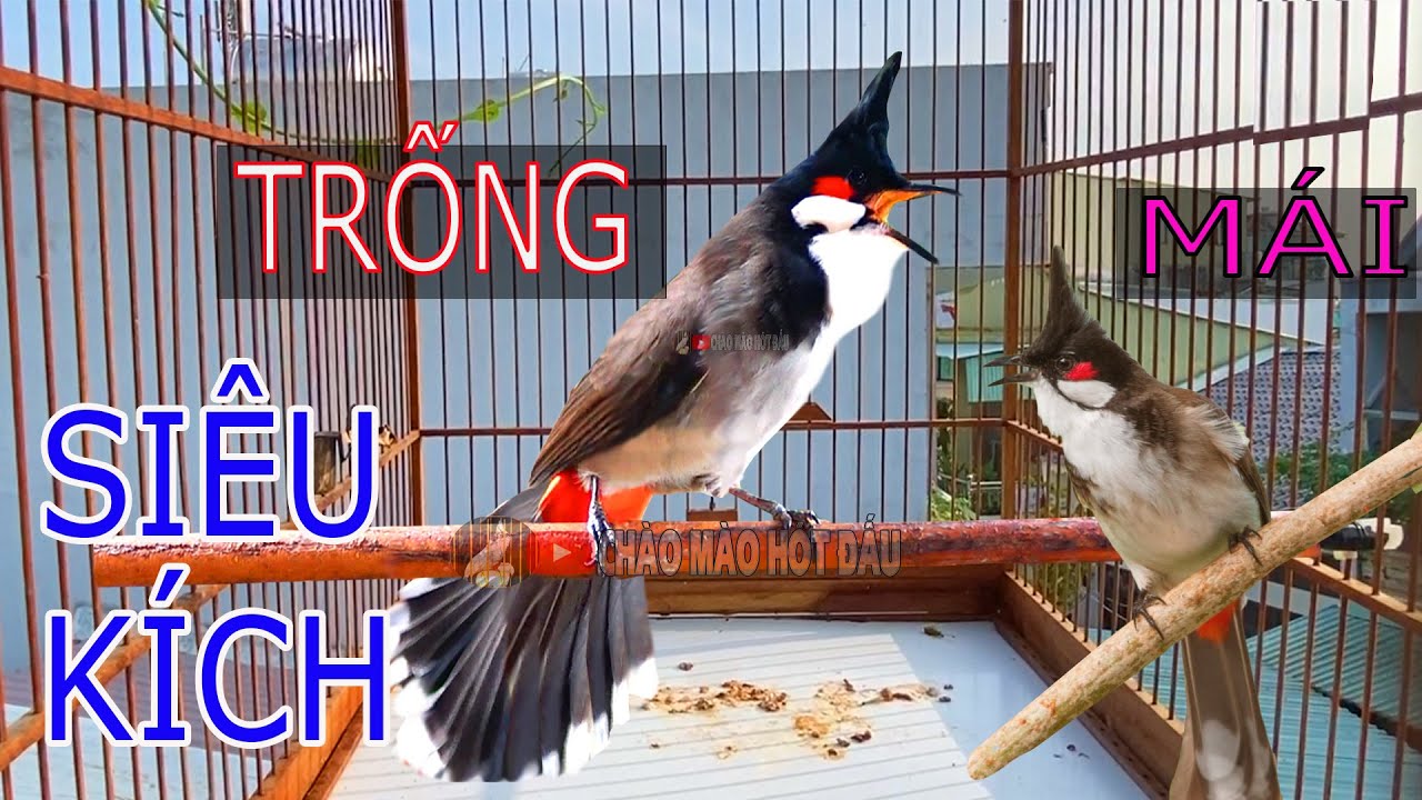 Chào Mào Kích Bổi Nhanh Ra Giọng TRỐNG + MÁI HÓT.Kích Chào Mào Hót Đấu | Chào Mào Kích Trống Hót