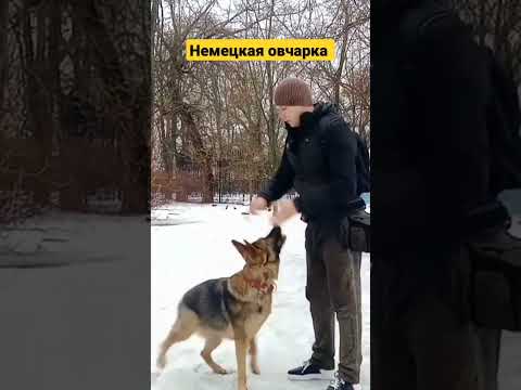 порода немецкая овчарка дрессировка немецкой овчарки как дрессировать немецкую овчарку